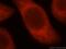 TSR2 Ribosome Maturation Factor antibody, 16263-1-AP, Proteintech Group, Immunofluorescence image 