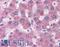 Apolipoprotein C1 antibody, LS-B2766, Lifespan Biosciences, Immunohistochemistry frozen image 