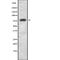 Growth Arrest Specific 6 antibody, abx215556, Abbexa, Western Blot image 