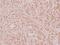 Homeobox D12 antibody, PA5-36354, Invitrogen Antibodies, Immunohistochemistry frozen image 