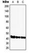 Cyclin Dependent Kinase 9 antibody, LS-C353717, Lifespan Biosciences, Western Blot image 