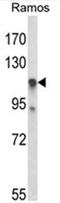 EMSY Transcriptional Repressor, BRCA2 Interacting antibody, AP50427PU-N, Origene, Western Blot image 