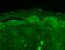SH3 And Multiple Ankyrin Repeat Domains 3 antibody, SMC-336D-A655, StressMarq, Immunohistochemistry paraffin image 