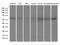 Inducible T Cell Costimulator Ligand antibody, LS-C791771, Lifespan Biosciences, Western Blot image 