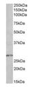 Homeobox B9 antibody, orb125018, Biorbyt, Western Blot image 