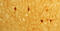Calbindin 1 antibody, 24427, Immunostar, Immunohistochemistry frozen image 