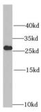 Ribosomal Protein L14 antibody, FNab07414, FineTest, Western Blot image 
