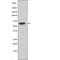 P21 (RAC1) Activated Kinase 4 antibody, abx217622, Abbexa, Western Blot image 