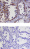 Kallikrein Related Peptidase 9 antibody, AF3486, R&D Systems, Western Blot image 