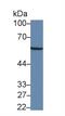 Glutamic--Pyruvic Transaminase antibody, MBS2012910, MyBioSource, Western Blot image 