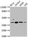 SHANK Associated RH Domain Interactor antibody, CSB-PA867119LA01HU, Cusabio, Western Blot image 
