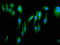 Fermitin family homolog 1 antibody, LS-C673031, Lifespan Biosciences, Immunofluorescence image 