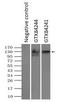 L1 Cell Adhesion Molecule antibody, GTX84244, GeneTex, Immunoprecipitation image 