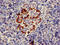 Pancreas Associated Transcription Factor 1a antibody, CSB-PA018967LA01HU, Cusabio, Immunohistochemistry frozen image 
