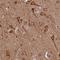 Phosphatidylinositol Glycan Anchor Biosynthesis Class Q antibody, HPA039105, Atlas Antibodies, Immunohistochemistry frozen image 