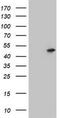 CD4 antibody, TA800524BM, Origene, Western Blot image 