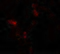 Thrombospondin 4 antibody, 6843, ProSci, Immunofluorescence image 