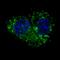 Aldehyde Dehydrogenase 1 Family Member A1 antibody, LS-C156252, Lifespan Biosciences, Immunofluorescence image 