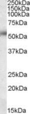 Calcium release-activated calcium channel protein 1 antibody, PA5-19045, Invitrogen Antibodies, Western Blot image 