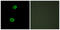 Serine/threonine-protein kinase LMTK2 antibody, abx013688, Abbexa, Western Blot image 