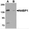 NEDD4 Binding Protein 1 antibody, MBS150781, MyBioSource, Western Blot image 