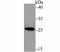 Endoplasmic Reticulum Protein 29 antibody, A03621-1, Boster Biological Technology, Western Blot image 