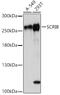 SCRIB antibody, 16-948, ProSci, Western Blot image 
