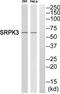 SRSF Protein Kinase 3 antibody, TA315334, Origene, Western Blot image 