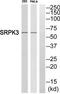 SRSF Protein Kinase 3 antibody, TA315334, Origene, Western Blot image 