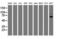 Ribosomal Protein S6 Kinase B1 antibody, LS-C786010, Lifespan Biosciences, Western Blot image 