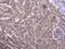 Phosducin Like antibody, GTX107089, GeneTex, Immunohistochemistry paraffin image 
