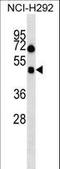 Hypocretin Receptor 1 antibody, LS-C166817, Lifespan Biosciences, Western Blot image 