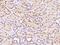 Protein SMG8 antibody, 204706-T08, Sino Biological, Immunohistochemistry frozen image 