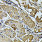 Cadherin 6 antibody, 23-406, ProSci, Immunohistochemistry frozen image 