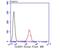 Cytoplasmic Linker Associated Protein 1 antibody, NBP2-76881, Novus Biologicals, Flow Cytometry image 