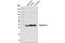 Liver-type arginase antibody, 79404S, Cell Signaling Technology, Western Blot image 
