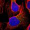 HLA class II histocompatibility antigen, DQ beta 1 chain antibody, NBP1-84549, Novus Biologicals, Immunofluorescence image 