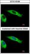 Eukaryotic Translation Initiation Factor 2 Subunit Beta antibody, GTX115156, GeneTex, Immunocytochemistry image 