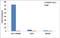 GLI Family Zinc Finger 2 antibody, 702013, Invitrogen Antibodies, Chromatin Immunoprecipitation image 