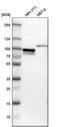 SH3 Domain Containing Kinase Binding Protein 1 antibody, PA5-51905, Invitrogen Antibodies, Western Blot image 