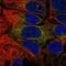 SAPL1 antibody, HPA038482, Atlas Antibodies, Immunofluorescence image 