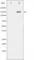 Neurotrophic Receptor Tyrosine Kinase 2 antibody, abx012020, Abbexa, Western Blot image 