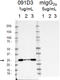 Synaptosome Associated Protein 25 antibody, 850302, BioLegend, Western Blot image 