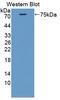 Cortactin antibody, LS-C374379, Lifespan Biosciences, Western Blot image 