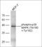 p38 mapk antibody, orb6578, Biorbyt, Western Blot image 