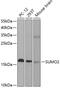Small Ubiquitin Like Modifier 2 antibody, GTX54705, GeneTex, Western Blot image 