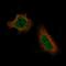 Death Domain Associated Protein antibody, NBP2-61622, Novus Biologicals, Immunofluorescence image 