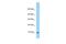 Cytochrome C Oxidase Subunit 6B1 antibody, A10285, Boster Biological Technology, Western Blot image 