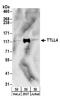 Tubulin Tyrosine Ligase Like 4 antibody, A304-223A, Bethyl Labs, Western Blot image 