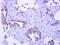 Pygopus Family PHD Finger 2 antibody, NBP2-20020, Novus Biologicals, Immunohistochemistry frozen image 